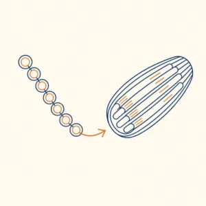 Lijnillustratie van een ketting bolletjes (aminozuren) die naar een spiervezel leidt
