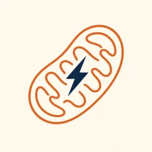 Lijnillustratie van een boonvormig mitochondrion met golvende plooien en een bliksemschicht